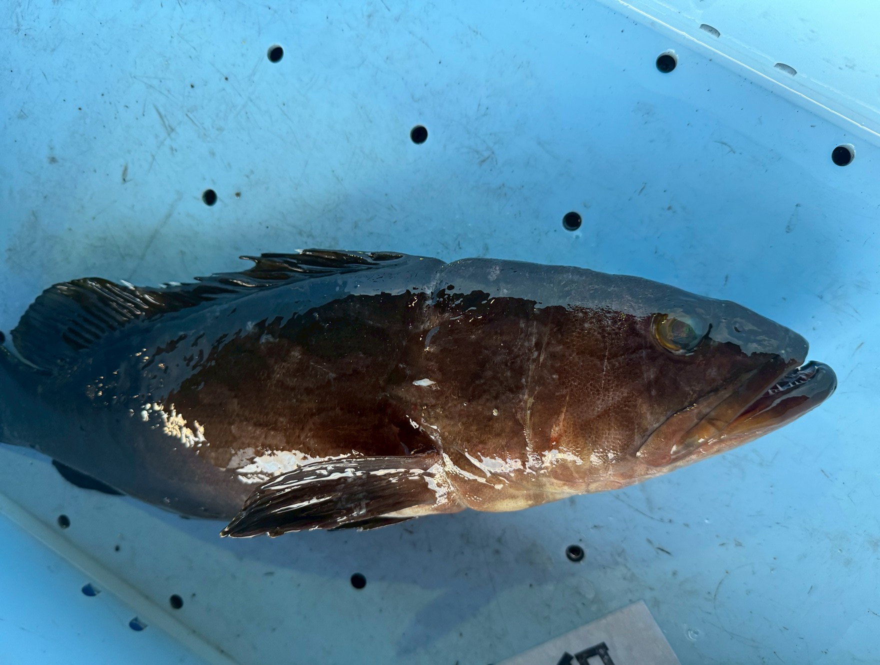 クエは岩場や暗闇に同化するため、体色を濃く変化させる「擬態」の名手。釣り上げられたストレスや興奮によって、瞬時に黒くなったり模様が出たりする。釣太郎