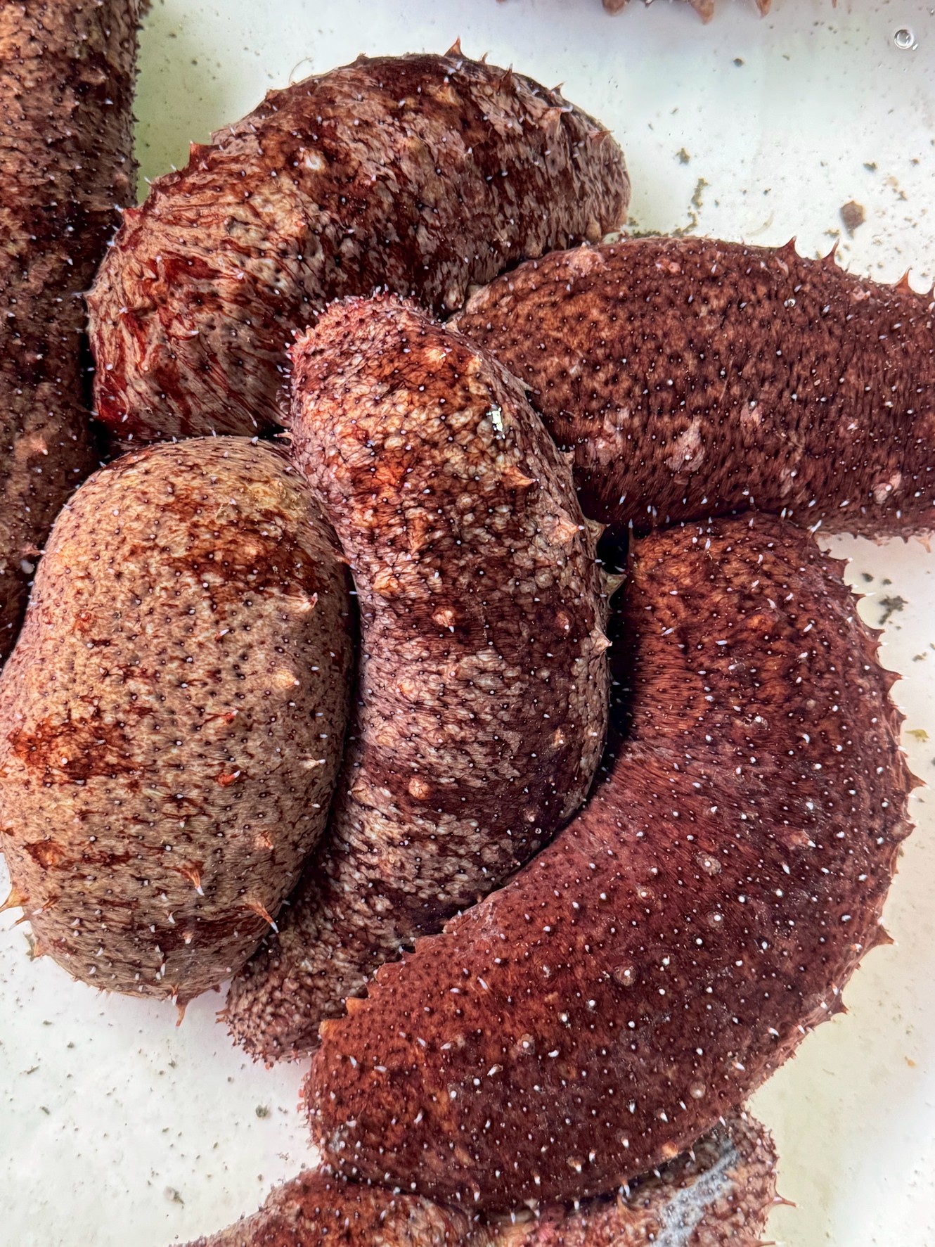 ナマコは夏は眠り、内臓を再生させ、海を浄化するという凄い能力を持っています。釣太郎