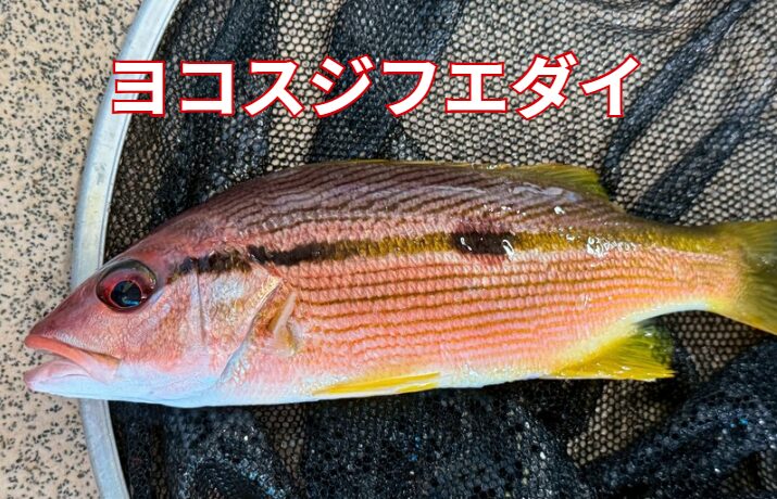 ヨコスジフエダイは市場には出回らない「幻の魚」。刺身、塩焼き、バター焼き等々かなり美味な魚。釣太郎