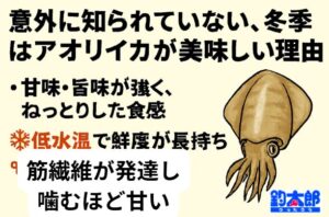 冬のアオリイカは筋繊維が太く、甘味・旨味・食感が最高潮。釣太郎