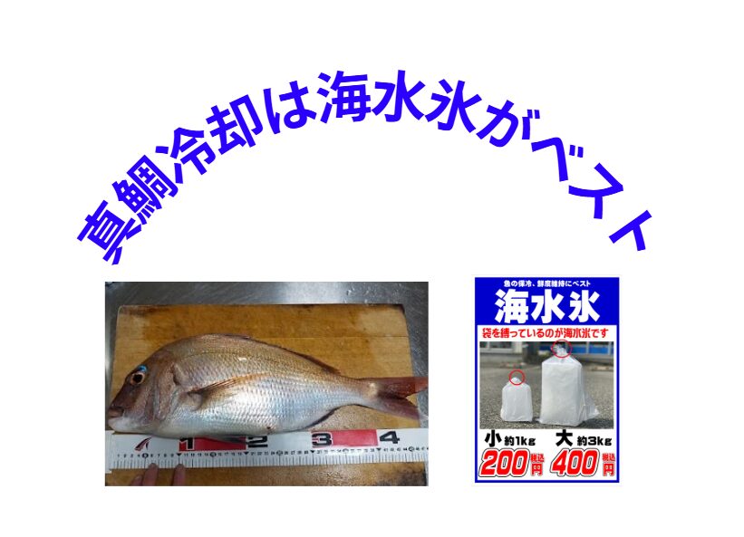 魚種でなく、冷却次第で、極上or水っぽくなるが決まる。釣太郎