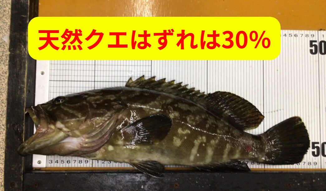 個体のポテンシャル（生息域・餌・時期）：40％ 。釣った直後の処理（締め・血抜き・冷やし込み）：50％。熟成と調理：10％。釣太郎