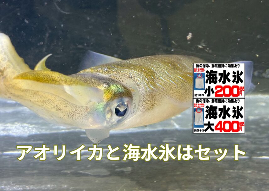 海水氷で冷やさないと、折角釣った高級アオリイカ、氷をケチって台無しにするかも。釣太郎