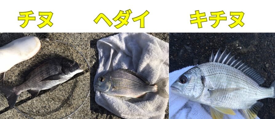 ヘダイ・キビレチヌ・チヌの基本概要と見分け方のコツ。釣太郎