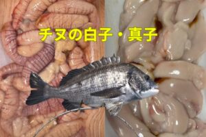 チヌの白子・卵は絶品。 特に白子は、フグやタラにも負けないくらい濃厚でクリーミー。釣太郎