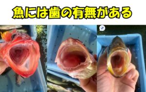 魚の口の中には、彼らが厳しい自然界で生き残るための「進化の歴史」が詰まっています。 ナイフだったり、ペンチだったり、ヤスリだったり。釣太郎