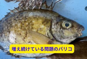 増え続けている問題のアイゴ（バリコ）。釣太郎