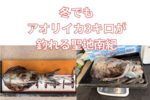 1月に田辺で3kgのアオリイカ出現！真冬のレッドモンスターは偶然か？南紀の「異変」と今後の展望。釣太郎