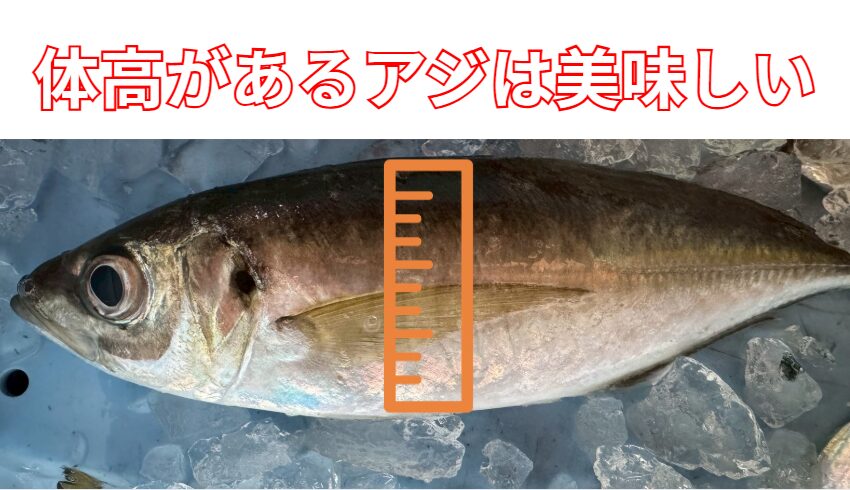 体高が高いアジが美味しいと言われる。脂の量：体高が高いものは脂分が多く、刺身や寿司でねっとりとした食感を楽しめます。黄金アジのようなブランド品は特に高値。釣太郎