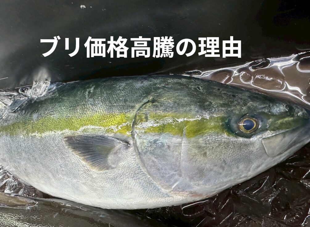 ブリの価格高騰には「エサ」「稚魚不足」「海外人気」「経費増」といった複合的な理由があります。釣太郎
