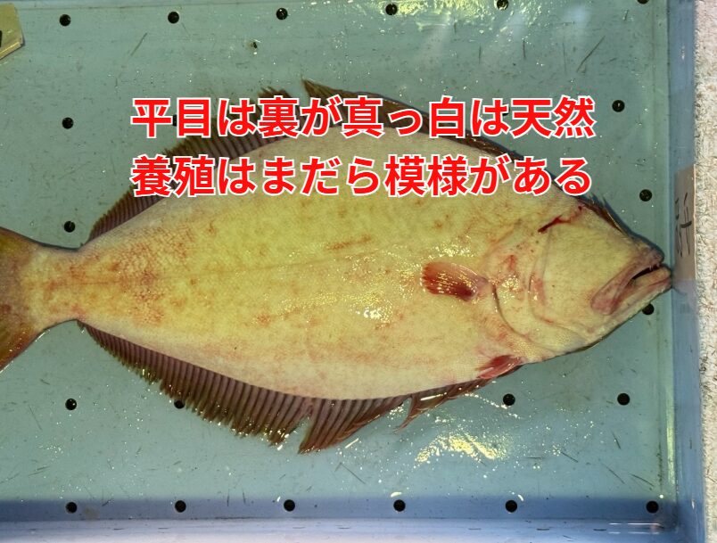 ヒラメの裏側は履歴書だ。 白けりゃ生粋の天然、黒けりゃ苦労人の養殖。釣太郎