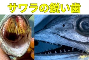 サワラの鋭い歯は、高速で泳ぐ魚を効率よく仕留めるために進化した、究極のハンティングツール。釣太郎