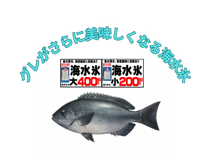 折角釣った40㎝のグレが水っぽいのは・魚が悪いからではない ・腕が悪いからでもない。冷却方法のミス。釣太郎
