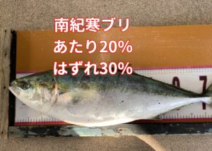 南紀の寒ブリはギャンブル。 その20％の「大当たり」を引いた時の感動は、釣り人にしか味わえない。釣太郎