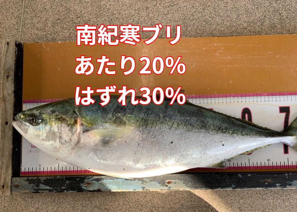 南紀の寒ブリはギャンブル。 その20％の「大当たり」を引いた時の感動は、釣り人にしか味わえない。釣太郎