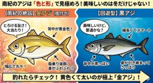 南紀のアジがブランド魚並みに美味しいと言われる最大の理由は、居付き（いつき）アジ、通称「金アジ（黄アジ）」の比率が高いこと.釣太郎