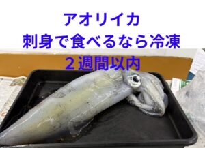 アオリイカ、科学的に見ても、家庭用冷凍庫での保管は2週間が一つの壁です。釣太郎