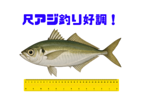 大寒波でも南紀の看守悪アジ釣りは絶好調で釣り人溢れています。釣太郎