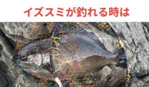 寒グレ釣り、イズスミをチャンスに変えて寒グレをゲットしよう冬季フカセ釣りでイズスミが釣れている時は、水温が高めでエサ取りが多い移行期のサイン。釣太郎
