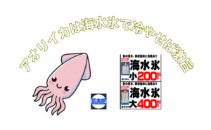 海水氷を使わず、普通氷を使うことは、釣ったアオリイカの価値を3割以上ドブに捨てている.釣太郎