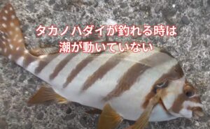 タカノハダイが連発する時「潮が動いていない」釣太郎