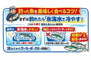 最初の数分が、すべてを決める。釣った魚を美味しく食べたいなら、覚えておくべきことはシンプル。釣れた直後が一番重要。まずは氷海水で粗熱を取る ・冷えてからクーラーボックスへ。釣太郎