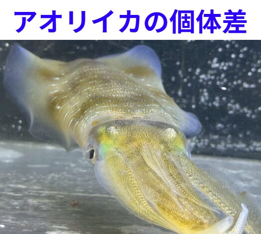 個体差を楽しむのも釣りの醍醐味。「アオリイカ」とひとくくりにするのは、あまりにも勿体ない。 サイズ、性別、そして釣れた時期やコンディション。釣太郎