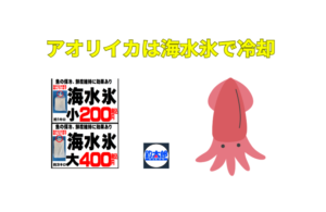アオリイカ、同じ日に釣ったアオリイカでも、刺身の甘み・香り・食感がまるで違う。釣太郎