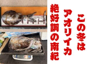 南紀で冬季にアオリイカがバンバン釣れるのは、黒潮の暖流、地形の利、安定した水温のおかげです。釣太郎