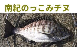 のっこみチヌって美味しいの？実は当たり外れが大きいのが特徴。釣太郎