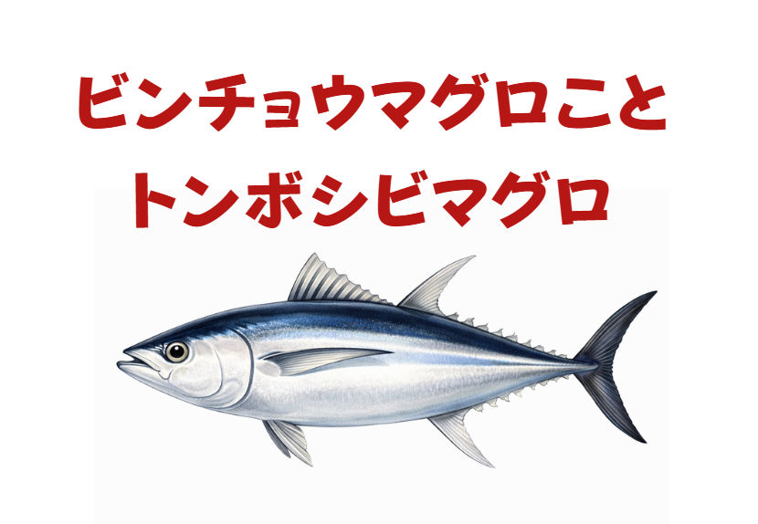 トンボ（ビンナガ）は、長いヒレで大海原を旅し、缶詰からお寿司まで、私たちの食生活を支えてくれる偉大な魚。釣太郎