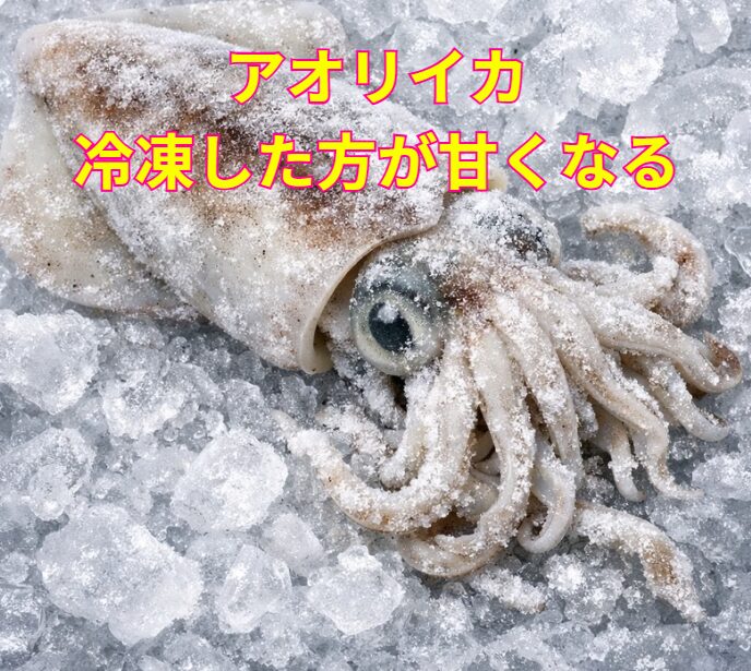 アオリイカは、冷凍した方が間違いなく甘くなる。釣太郎