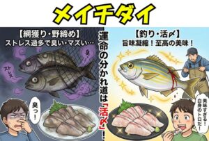 メイチダイは「釣り上げる」「活締」で初めて、その真価を発揮する魚。釣太郎