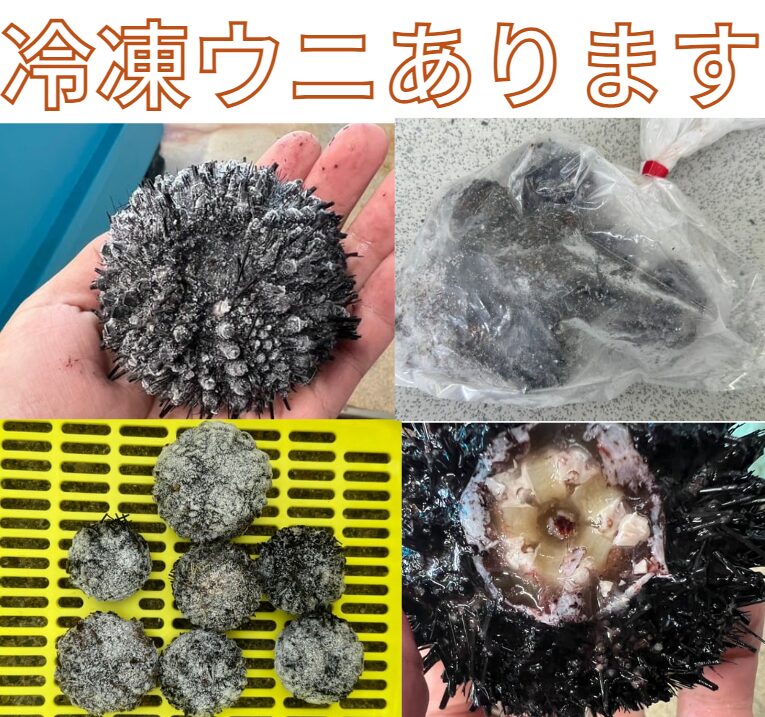 【石鯛エサ】コスパ最強！「冷凍ウニ」が7個1000円で入荷。冬の銀ワサ攻略の切り札に。釣太郎