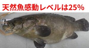 天然魚と養殖魚の違いは✔ 個体差は約3倍✔ 脂は最大300％差✔ 旨味は170％差✔ 臭みは3倍差 ✔ 当たり率25％。釣太郎