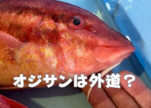 【日本一詳しいオジサン解説】外道なんて呼ばせない！南紀の愛すべき「メンドリ」は、実は超高級魚級の美味。釣太郎