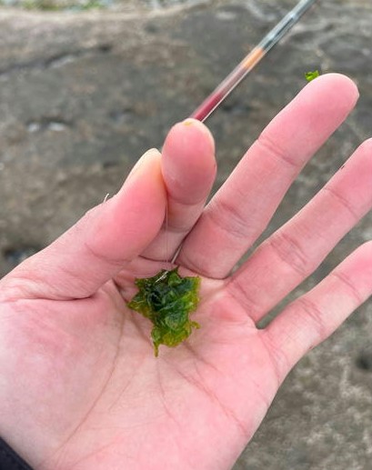 波や風が強いとき寒グレをアオサで狙ってみると面白いかも。釣太郎