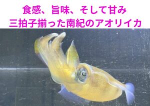 食感、旨味、そして甘み。 三拍子揃った南紀のアオリイカは、まさに海の宝石です。釣太郎