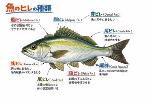 魚のヒレは飾りではありません。すべて意味があり役割があり釣りに直結しています。ヒレを見れば魚の性格が分かる。釣太郎