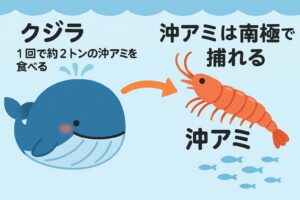 南極の沖アミ。 クジラ1頭の摂食量1日：数百kg〜数トン。 結論クジラが食べ尽くすほどではない.釣太郎