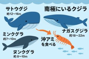南極のクジラは1回で数百kg〜2トン、1日で最大16トンの沖アミを食べる.釣太郎