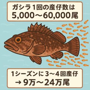 カサゴ（ガシラ）1回の産仔数は 5,000〜60,000尾。1シーズンに 3〜4回産仔 → 9万〜24万尾。寿命は13年以上。生涯産仔数は 100万尾以上。釣太郎