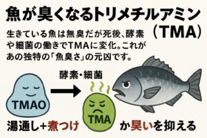 魚が生きている間は、TMAOは安定した状態で存在し、臭いは発生しない。死後、筋肉や内臓に存在する細菌や酵素がTMAOを分解し、TMAが生成される.釣太郎
