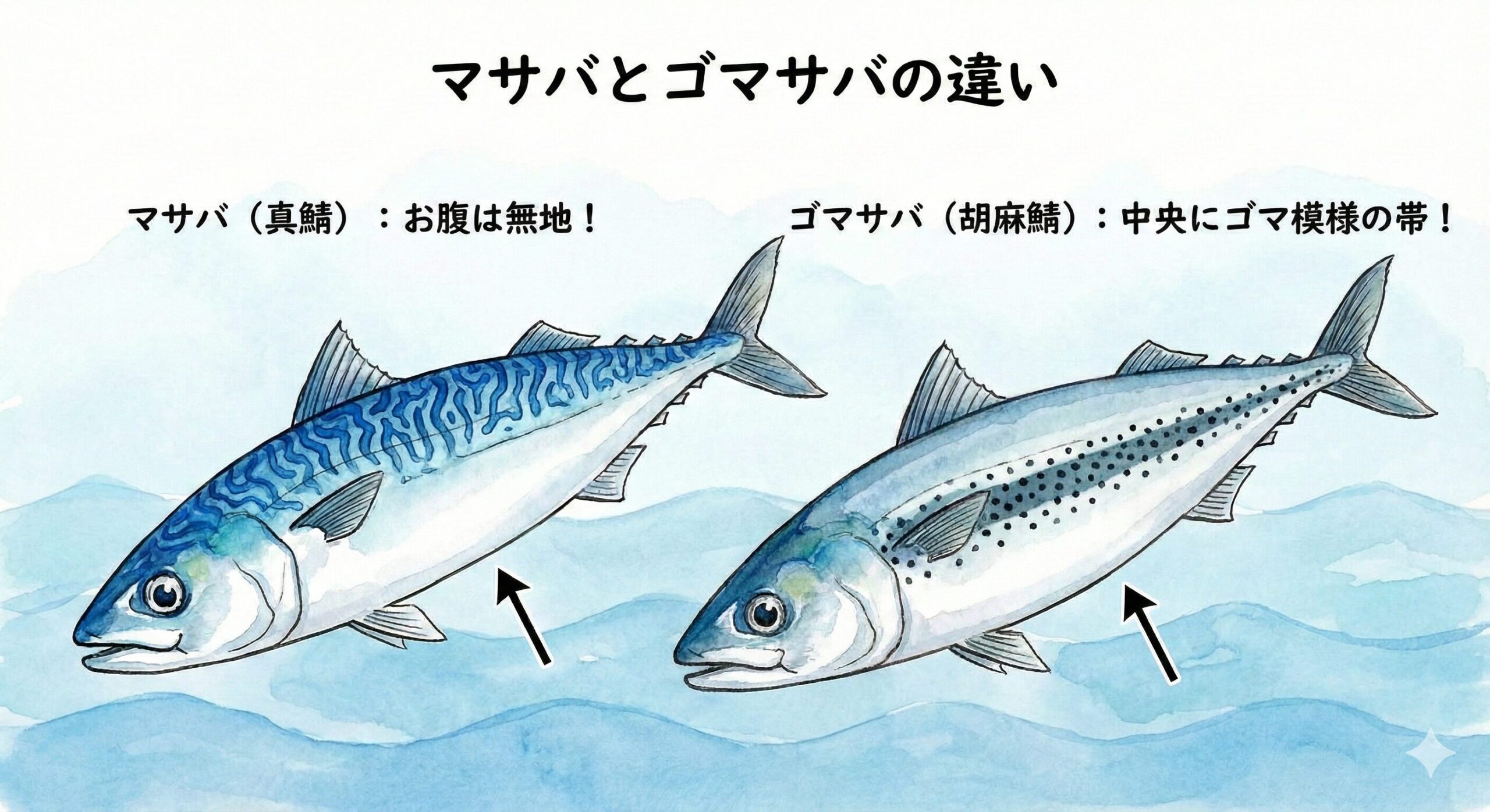 マサバの特徴。お腹: 銀白色で無地。 黒い斑点はありません。ゴマサバの特徴、お腹: 名前の通り、黒い小さな斑点が多数。釣太郎