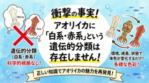 アオリイカに白系・赤系という遺伝的分類は存在しない。色の違いは色素胞（クロマトフォア・イリドフォア・ルコフォア）の働きによる。釣太郎