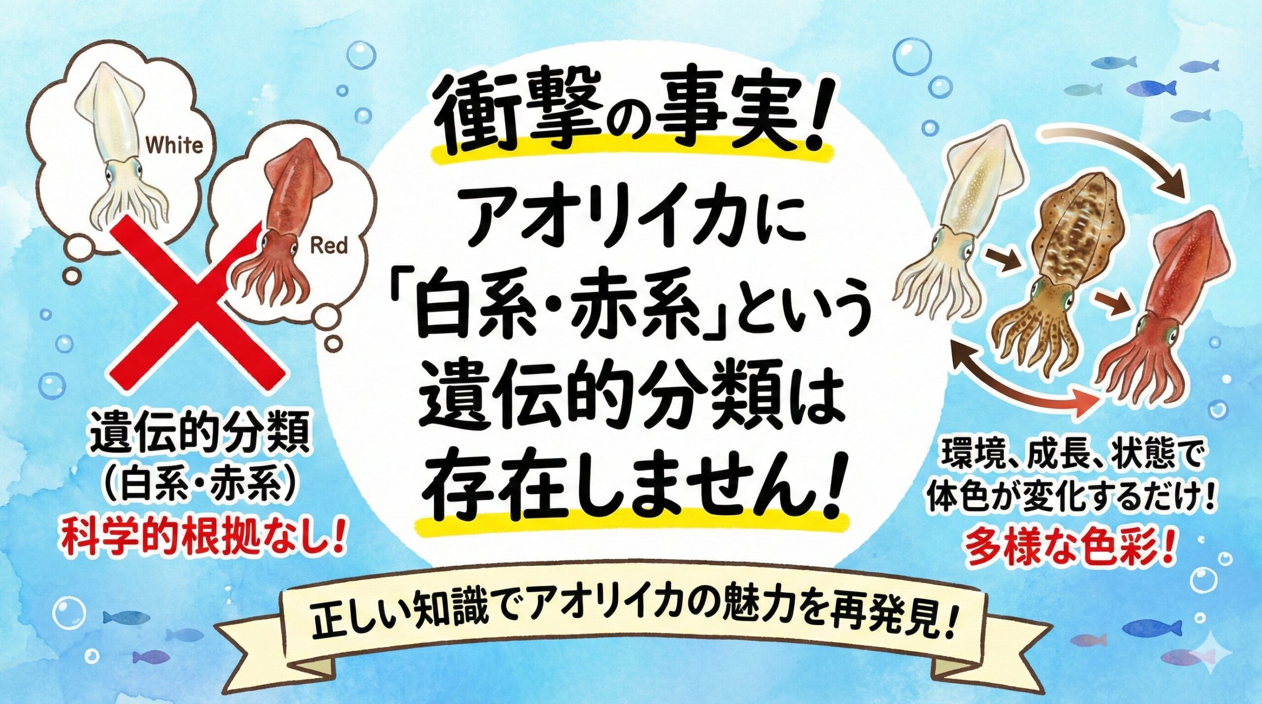 アオリイカに白系・赤系という遺伝的分類は存在しない。色の違いは色素胞（クロマトフォア・イリドフォア・ルコフォア）の働きによる。釣太郎