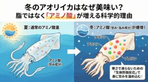 冬のアオリイカが美味いのは「脂」ではなくアミノ酸が増えるから。寒さで凍らないために、甘み成分（グリシン・アラニン）を身に溜め込む。釣太郎