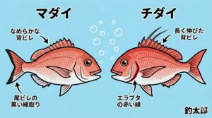 背ビレがピョンと長く伸びていたら、それはチダイの合図。真鯛によく似た魚紹介。釣太郎