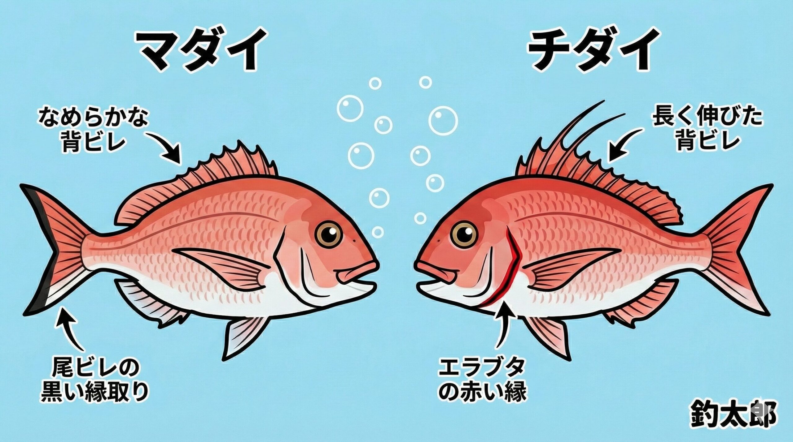 背ビレがピョンと長く伸びていたら、それはチダイの合図。真鯛によく似た魚紹介。釣太郎
