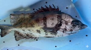 釣り場にごみをすると、待ち受ける現世と来世の地獄。釣りができなくなるという無間地獄が待っている。釣太郎